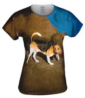 Beagle On Rocks