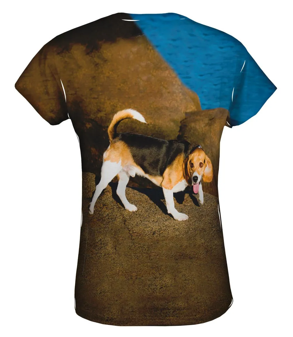 Beagle On Rocks